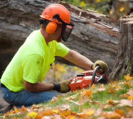 tree services Northwest Harbor